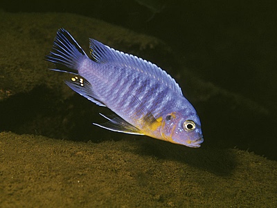 Maylandia mossambica 'Chiloelo'